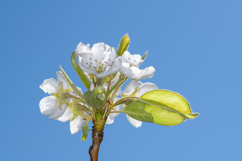 The cultivated pear - Pyrus communis. These plants attract deer and wildlife.