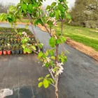 Callaway Crabapple - Shipping Fall 2026 5 Callaway - Callaway Crabapple - Shipping Fall 2026