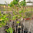 Callaway Crabapple - Shipping Fall 2026 6 Callaway a - Callaway Crabapple - Shipping Fall 2026
